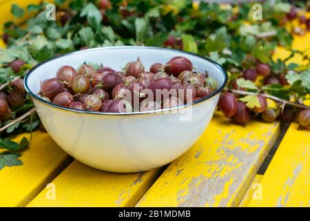 Geerntete rote Stachelbeeren (Ribes uva-crispa) in einer Schüssel Stockfoto