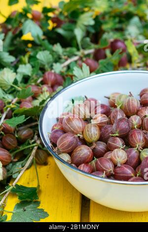 Geerntete rote Stachelbeeren (Ribes uva-crispa) in einer Schüssel Stockfoto