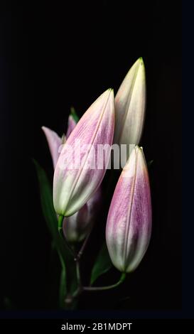 Knospen aus rosafarbener orientalischer Lilie isoliert auf schwarzem Grund. Das Konzept des schwarzen Minimalismus. Dunkler Blumenhintergrund. Nahaufnahme. Stockfoto