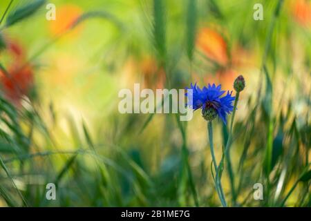 Die Felder der Provence. Mohnblumen und Lavendel. Stockfoto