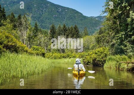 In einem ruhigen Rückwasser eines Flusses in British Columbia schwebt ein eingeflügelter Mann in einem gelben Kajak und blickt auf die üppige Vegetation und den Wald um ihn herum. Stockfoto
