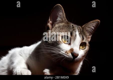 11 Monate weibliche Kätzchen Stockfoto