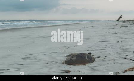 Eine Hufeisenkrabbe am Morgen am Strand von Jekyll Island, Georgia. Stockfoto