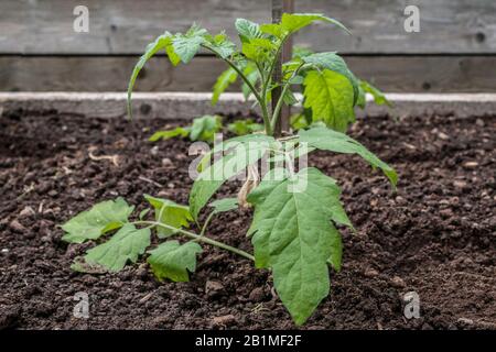 Im späten Frühjahr wächst ein gesunder, vor kurzem im Freien verpflanzter Tomatensädling in einem erhabenen Bett in einem Garten mit Gartennahrung. Stockfoto