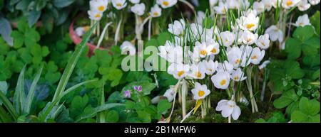 Krokusse Nahaufnahme Makrofotografie mit geringer Schärfentiefe. Stockfoto