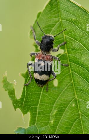 Beetle Clerus mutillius sitzt auf einem Blatt in Tschechien Stockfoto