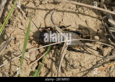 Feld cricket Gryllus campestris in der Tschechischen Republik Stockfoto