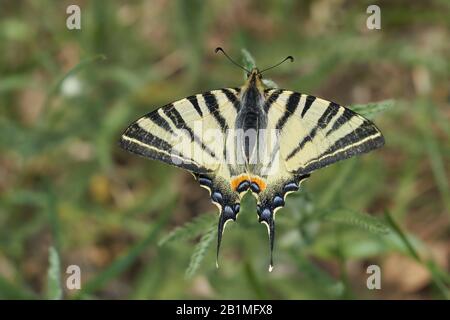 Knappes Schwalbenschwanz, Iphiclides podalirius in Tschechien Stockfoto