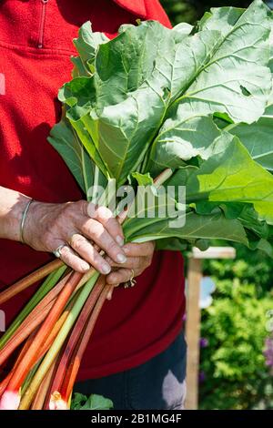 Frau, die einen Haufen frisch geernteter Rhabarbenstiele hält Stockfoto