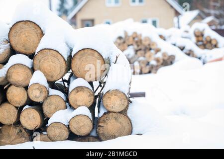 Holzstämme im Winter unter Schnee, Hintergrund, selektiver Fokus, Fellbaumzweige mit Flechten und Moos Stockfoto