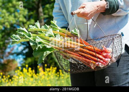 Gärtner mit Korb frisch geernteter Rhabarberstiele Stockfoto