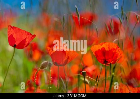 Die Felder der Provence. Mohnblumen und Lavendel. Stockfoto