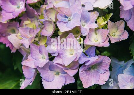 Hydrangea blüht im Frühjahr Stockfoto