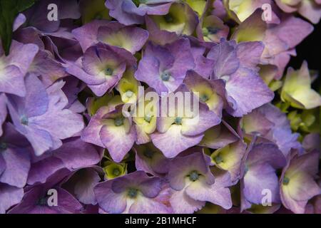 Hydrangea blüht im Frühjahr Stockfoto