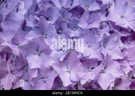 Hydrangea blüht im Frühjahr Stockfoto