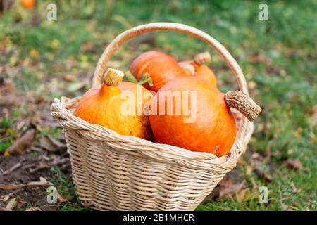 Korb voll mit rotem kuri Squash. Stockfoto