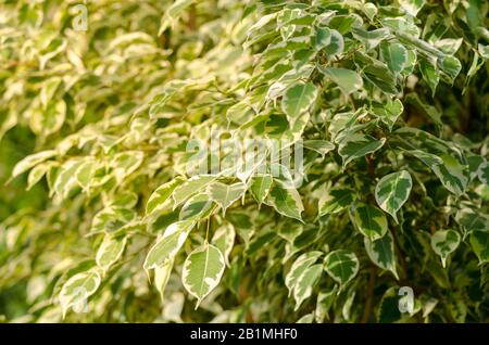 Weinend Figbaum Ficus benjamina Stockfoto