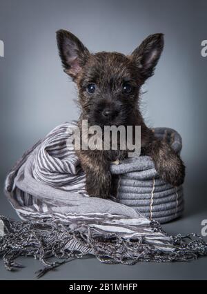 Cairn Terrier Welpen Hund auf grauem Hintergrund Stockfoto