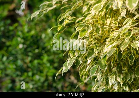 Ficus benjamina "Dämmerung", weinende Feige, benjamin Fig, Fikusbaum im Sonnenschein mit Platz für Text. Stockfoto