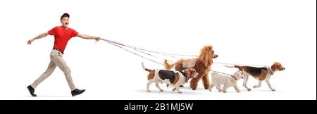 Profilaufnahme in voller Länge eines Hundehalters, der vier Hunde auf weißem Hintergrund laufen kann Stockfoto