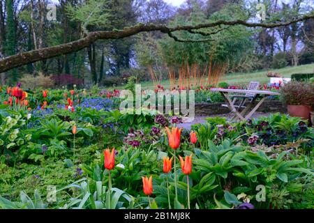 Dawn Light, June Blakes Garden, Wicklow, Tulpenanzeige, Tulpen, tulipa, Tulpe Ballerina, Tulpenrot Glanz, Tulpenblumenmacht, Tulpe dauerhafte Liebe, Tulpe Paul sc Stockfoto