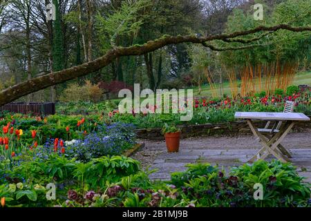 Dawn Light, June Blakes Garden, Wicklow, Tulpenanzeige, Tulpen, tulipa, Tulpe Ballerina, Tulpenrot Glanz, Tulpenblumenmacht, Tulpe dauerhafte Liebe, Tulpe Paul sc Stockfoto