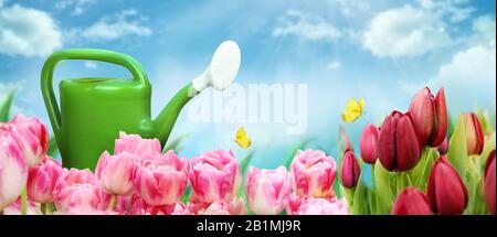 Schöner Gartenhintergrund mit Tulpen, Gießkanne, blauem Himmel und gelbem Schmetterling. Rosafarbene und rote Tulpenblumen auf Frühlingssgrund Stockfoto