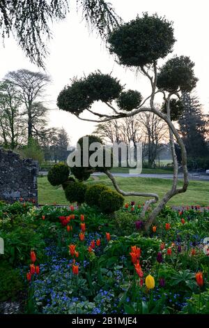 Garten, Gärten, Tulpe, Tulpen, topiary, Wolke Stil, japanisch, Stil, Stil, Dämmerung, RM Floral Stockfoto