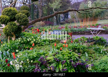 Dawn Light, June Blakes Garden, Wicklow, Tulpenanzeige, Tulpen, tulipa, Tulpe Ballerina, Tulpenrot Glanz, Tulpenblumenmacht, Tulpe dauerhafte Liebe, Tulpe Paul sc Stockfoto