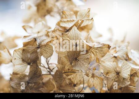 Verdorrte Hydrangea-Blumen schließen sich Stockfoto