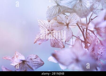 Verdorrte Hydrangea-Blumen schließen sich Stockfoto