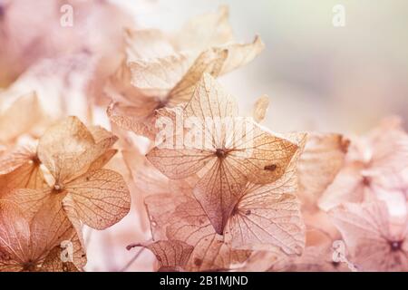 Verdorrte Hydrangea-Blumen schließen sich Stockfoto