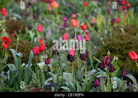 Tulpenanzeige, Tulpen, tulipa, Tulpenballerina, Tulpe paul scherer, Tulpenburgunder, Tulpenlilakzeit, Tulpenmaytime, Gärten, Frühling, RM Floral Stockfoto