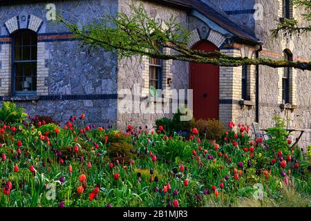 June Blakes Garden, Wicklow, Tulpenanzeige, Tulpen, tulipa, Tulpe merlot, tulipa Continental, tulipa negrita, tulipa Black Hero, tulipa Cherry Delight, Gärten, Stockfoto