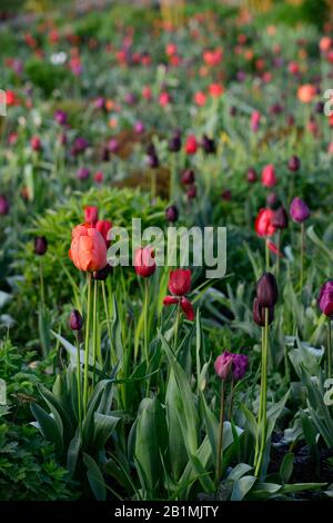 Tulpenanzeige, Tulpen, tulipa, Tulpenballerina, Tulpe paul scherer, Tulpenburgunder, Tulpenlilakzeit, Tulpenmaytime, Gärten, Frühling, RM Floral Stockfoto