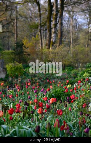 Tulpenanzeige, Tulpen, tulipa, Tulpenballerina, Tulpe paul scherer, Tulpenburgunder, Tulpenlilakzeit, Tulpenmaytime, Gärten, Frühling, RM Floral Stockfoto