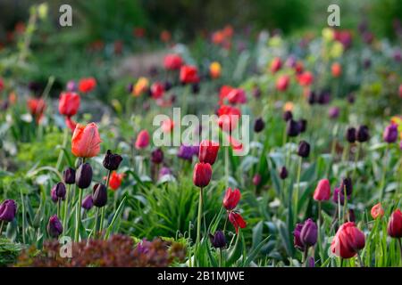 Tulpenanzeige, Tulpen, tulipa, Tulpenballerina, Tulpe paul scherer, Tulpenburgunder, Tulpenlilakzeit, Tulpenmaytime, Gärten, Frühling, RM Floral Stockfoto