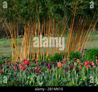 Tulpenanzeige, Tulpen, tulpe, tulpe merlot, tulipa Continental, tulipa negrita, tulipa schwarzen Helden, tulipa Kirsche Freude, Gärten, Stockfoto