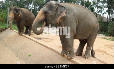 Zwei Elefanten im zoo Stockfoto