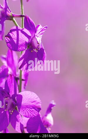 Consolida Ajacis lila Blumen blühen Stockfoto