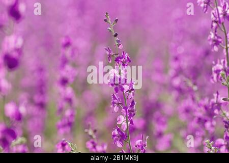 Consolida Ajacis lila Blumen blühen Stockfoto