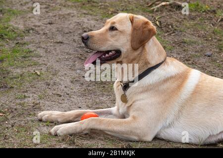 Goldener Labrador erwachsener Hund mit roter Kugel und Pansen, Zunge heraus liegend Stockfoto