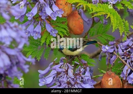 Variabler Sonnenvogel in einem Jacaranda-Baum in Äthiopien Stockfoto