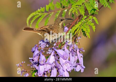 Weiblicher Scarlet-chested Sunbird in einem Jacaranda-Baum Äthiopien Stockfoto