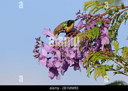 Variabler Sonnenvogel in einem Jacaranda-Baum in Äthiopien Stockfoto