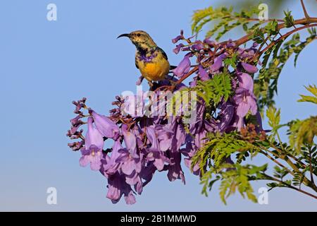 Variabler Sonnenvogel in einem Jacaranda-Baum in Äthiopien Stockfoto