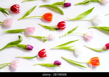 Frühlings-Tulpen auf weißem Hintergrund Stockfoto
