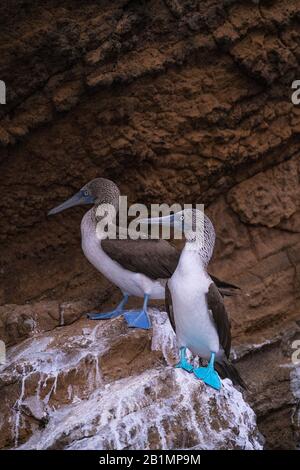 Blaufußboobies (Sula nebouxii) Auf einem Felsen auf den Galápagos-Inseln Ecuadors gelegen Stockfoto