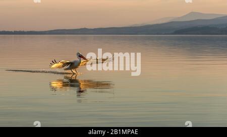 Der Dalmatiner Pelikan (Pelecanus crispus) spiegelte sich in und kurz vor der Landung auf dem Kerkini-See in Nordgriechenland wider. Stockfoto