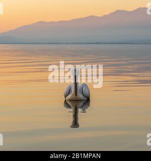 Der Dalmatiner Pelikan (Pelecanus crispus) schwimmt auf dem Kerkini-See, Nordgriechenland bei Sonnenuntergang mit Bergen im Hintergrund Stockfoto